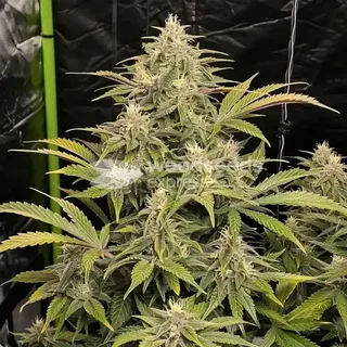 Death Star OG: A Bold and Powerful Cannabis Experience