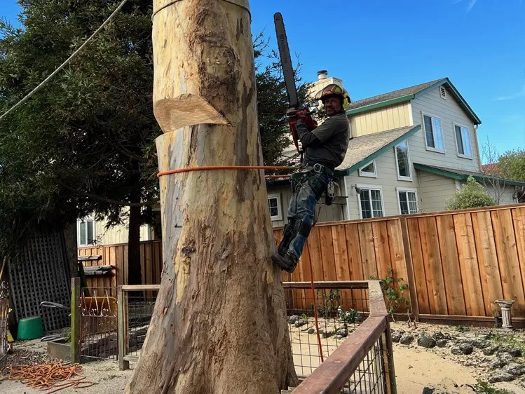 Precision Tree Care in the City: Safe and Professional Tree Felling Services for Private Gardens in Hamburg