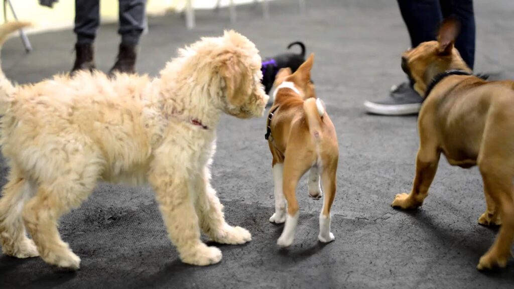 Puppy Socialization Training Classes for Confident Dogs