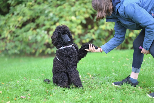 5 Dog Training Options Every Pet Owner Should Know